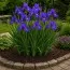 Ірис Sibirica Mabel Coday фото