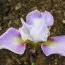 Ірис Sibirica Memphis Memory фото