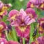Ірис Sibirica Ruby Gold фото