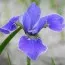 Ірис Sibirica Silver Edge фото