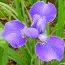 Ірис Sibirica Silver Edge фото