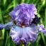 Ірис Silk Romance фото