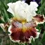 Ірис Variegated Wonder фото