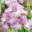 Ірис Vienna Waltz фото