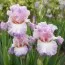 Ірис Vienna Waltz фото