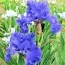 Ірис Yaquina Blue фото