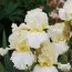 Ірис Devonshire Cream фото