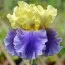Ірис Edith Woolford фото