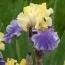 Ірис Edith Woolford фото
