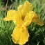 Ірис Pumila Gleaming Gold фото