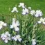 Ірис Queen's Circle фото