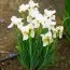 Ірис Siberica Not Quite White фото