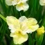 Ірис Sibirica Yellow Tail фото