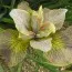 Ірис Siberica Unbuttoned Zippers фото