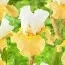 Ірис Apricot Frosty фото