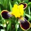 Ірис Bumblebee Deelite фото
