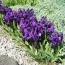 Ірис Pumila Jewel Baby фото