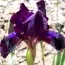 Ірис Pumila Jewel Baby фото