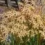 Іксія Paniculata Eos фото