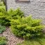 Ялівець Plumosa Aurea фото