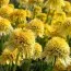 Ехінацея Eccentric Yellow фото