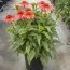 Ехінацея Prairie Blaze Orange Sunset фото