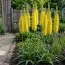 Еремурус Cleopatra Yellow фото
