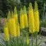 Еремурус Cleopatra Yellow фото