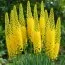 Еремурус Cleopatra Yellow фото