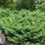 Ялівець Rockery Gem фото
