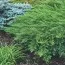 Ялівець Rockery Gem фото