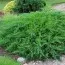 Ялівець Rockery Gem фото