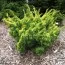 Ялівець Plumosa Aurea фото
