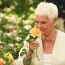 Троянда Dame Judi Dench (Гігантська квітка) фото