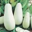 Кабачок Білоплідний фото