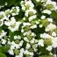Калина Plicatum Cascade фото