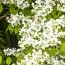 Калина Summer Snowflake фото