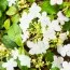 Калина Summer Snowflake фото