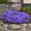 Кампанула Portenschlagiana фото