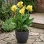 Канна Primrose Yellow фото