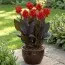 Канна Red Velvet фото