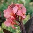 Канна Shining Pink фото