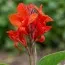 Канна Shining Red фото