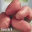 Насіння картоплі Діва фото