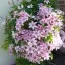 Клематіс Hagley Hybrids фото