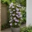 Клематіс Hagley Hybrids фото