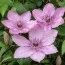 Клематіс Hagley Hybrids фото