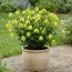 Клематіс Little Lemons фото