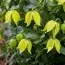 Клематіс Little Lemons фото