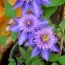 Клематіс Multi Blue (Махрова квітка) фото